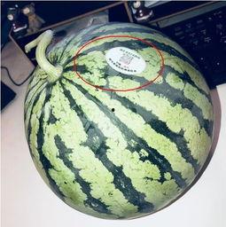 任丘网红吃瓜,揭秘网络红人的幕后故事