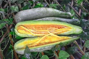 新疆吃瓜网红叫什么来着,揭秘瓜界风云